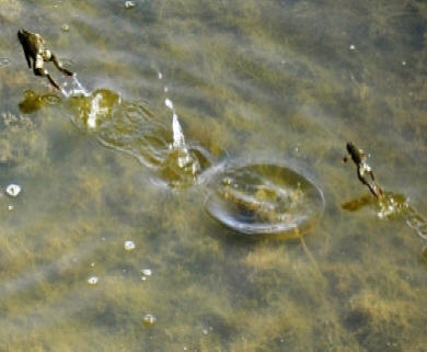 Skittering Frog by John M. Regan