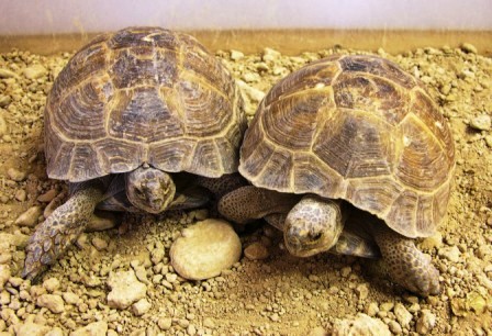Afghan Tortise by John M. Regan
