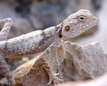 Toad Headed Agama2 by John M. Regan