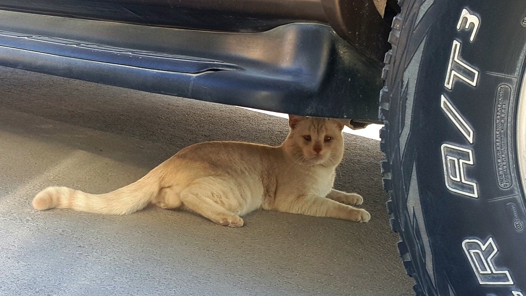 ArabiaWildcat by Tim Stone