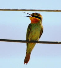 Bee Eater