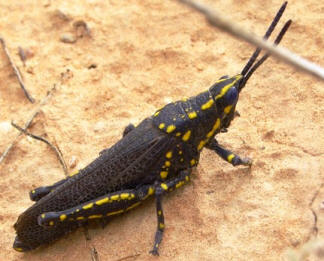 Black Yellow Grasshopper