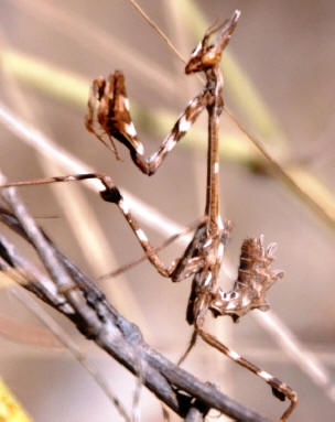 Brown Mantis
