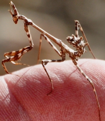 Little Brown Mantis3