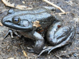 Bullfrog by John M. Regan