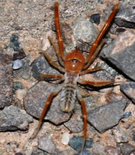 Camel Spider2