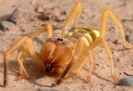 Camel Spider