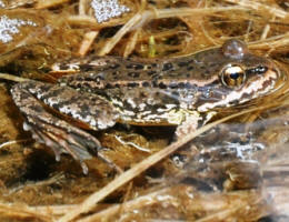 Cascades Frog by John M. Regan