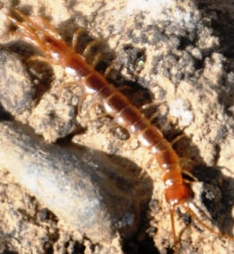 Centipede