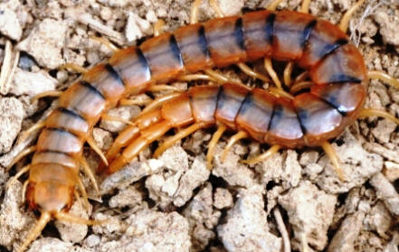 Centipede