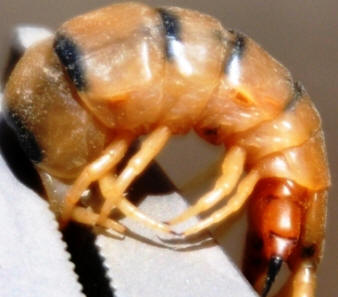 Centipede by John M. Regan