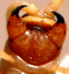 Centipede forcipules