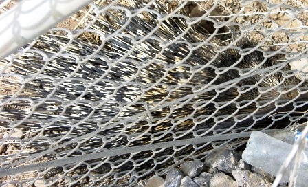 Crested Porcupine