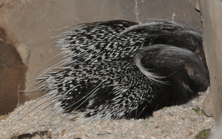 Crested Porcupine by John M. Regan