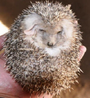 Hedge Hog