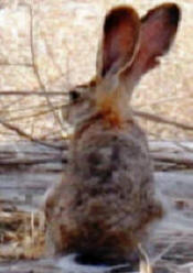 Desert Hare