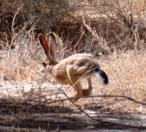 Desert Hare