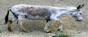 Donkey