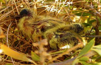 Dove Chicks