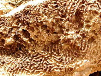 Coral Fossil