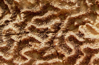 Coral Fossil 