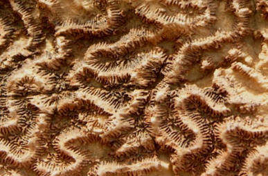 Coral Fossil