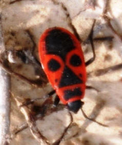 RedBlackFireBeetle by john M. Regan