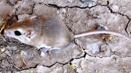 Field Mouse 