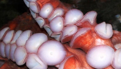 Giant Pacific Octopus by John M. Regan