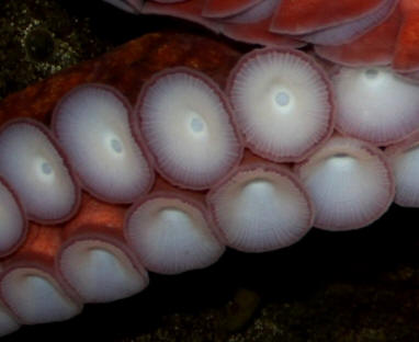 Giant Pacific Octopus by John M. Regan
