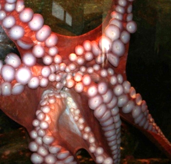 Giant Pacific Octopus by John M. Regan