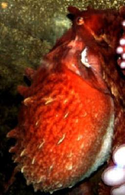 Giant Pacific Octopus by John M. Regan