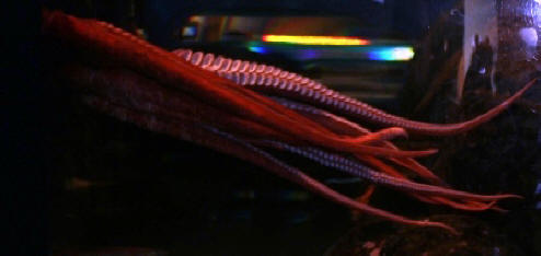 Giant Pacific Octopus by John M. Regan