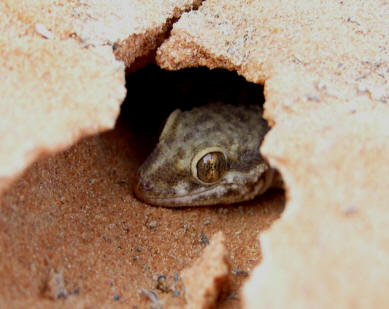 Bunopus tuberculatus by John M. Regan
