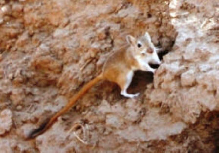 Gerboa