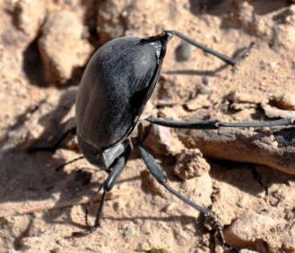 Darkling Beetle