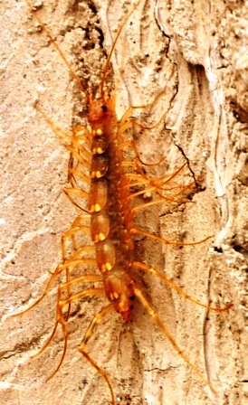 House Centipede