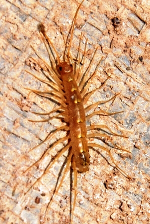 House Centipede
