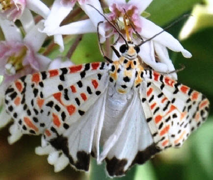 Indian Maiden Moth