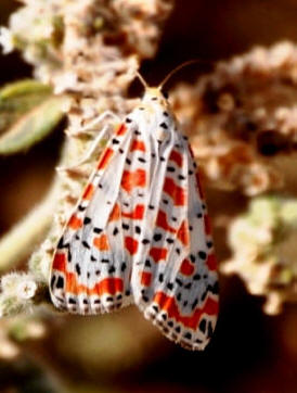 Indian Maiden Moth
