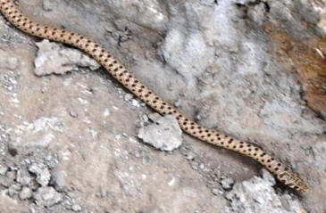 Afghan Spec Racer by John M. Regan