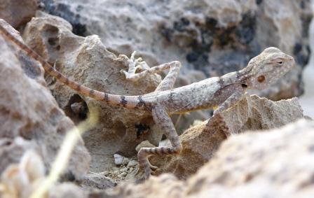 Toad Headed Agama by John M. Regan