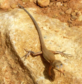Hadramaut Sand Lizard by John M. Regan