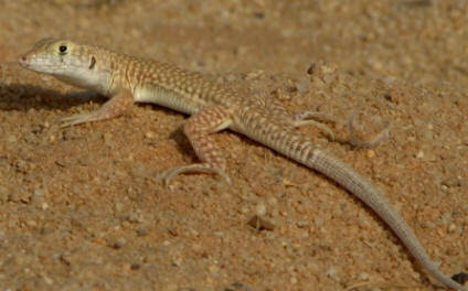 FringeToed Lizard by John M. Regan