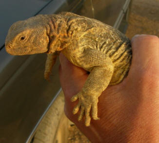 Uromastyx argyptius by John M. Regan