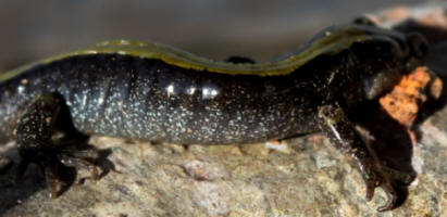 Long Toed Salamander