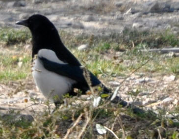 Magpie