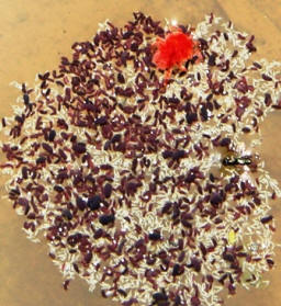 Saudi Mites by John M. Regan