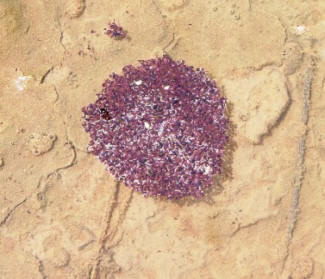 Saudi Mites by John M. Regan