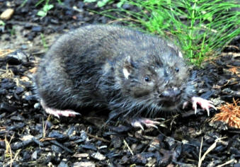 Mountain Beaver by John M. Regan